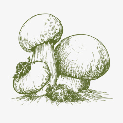 莴笋炒香菇手绘素描蘑菇矢量图高清图片