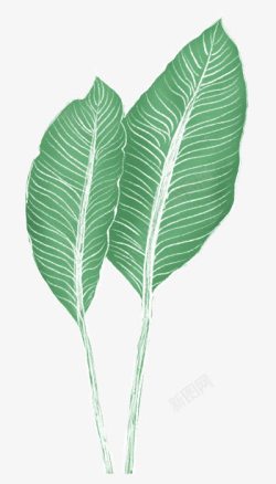 大片叶子植物绿色涂鸦树叶大片叶子高清图片