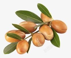 矢量植物摩洛哥新鲜坚果高清图片
