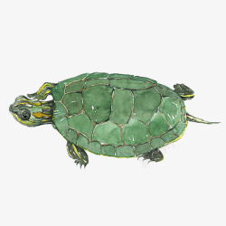 绿色可爱小乌龟图案素材