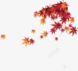红色茂密枫叶金秋素材