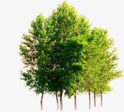 春天树木园林绿化素材