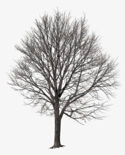 小树装饰黑色小枯树树高清图片
