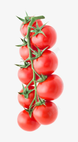 番茄樱桃实物新鲜红色分支带藤樱桃番茄高清图片