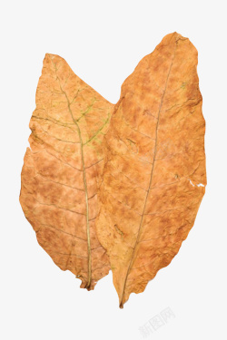 茄科棕色斑驳的裂开的干烟叶实物高清图片