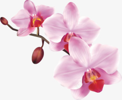 粉色的蝴蝶兰手绘美丽粉色蝴蝶兰高清图片