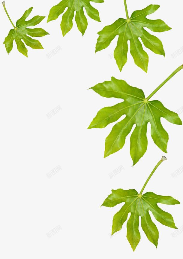 无花果叶子png免抠素材_88icon https://88icon.com 一堆叶子 叶子 无花果 无花果叶子 树叶 植物 水果 红心