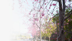 春天樱花摄影背景元素之十素材