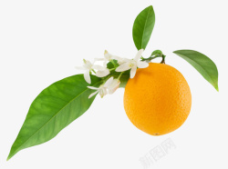 橙子免抠下载橙色香甜水果带叶子的奉节脐橙实高清图片