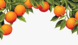 水果树新鲜橙子水果高清图片