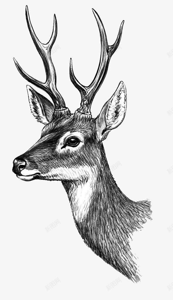 手绘梅花鹿png免抠素材_88icon https://88icon.com 卡通 可爱麋鹿 唯美 小鹿 手绘 手绘动物 梦幻 梦幻元素 森林系 素描 素描图片