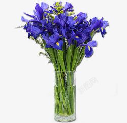 玻璃花瓶里的紫色花朵素材