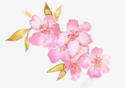 手绘一大束樱花樱花手绘高清图片