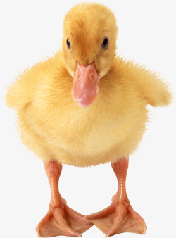 毛茸茸的鸭子黄色的嫩小鸭高清图片