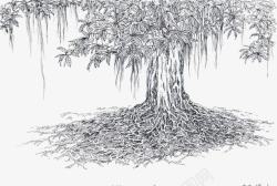 老树根手绘古榕树高清图片