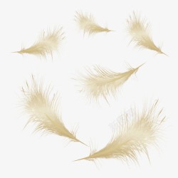 羽毛金色鸟类金色的羽毛高清图片