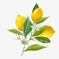 花儿背景植物柠檬树枝矢量图高清图片