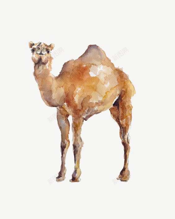水彩骆驼png免抠素材_88icon https://88icon.com PPT 创意 动物 手绘骆驼 旅行 沙漠 驼峰 骆驼插画