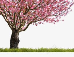 盛开桃树一棵盛开的桃树高清图片
