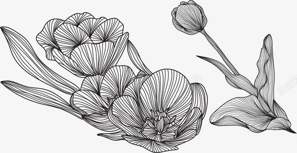 线描植物叶子花朵png免抠素材_88icon https://88icon.com 单色线描 叶子线描 植物简笔画 纹理 线描植物 线稿 花朵 花纹