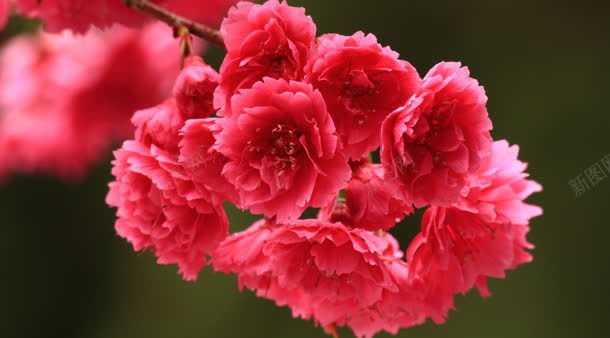 红色的春天花朵植物背景