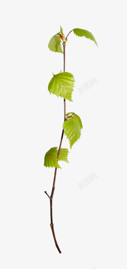 植物点缀实物一绿葡萄树叶藤条高清图片
