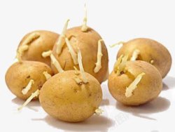 中毒发芽的土豆高清图片