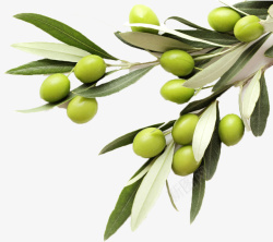 果实包装绿色橄榄枝高清图片