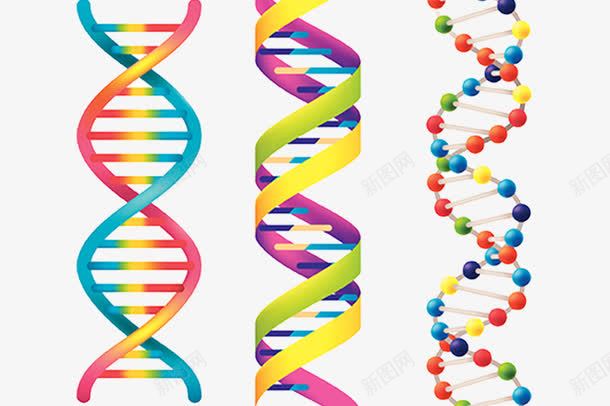 DNA结构png免抠素材_88icon https://88icon.com DNA双螺旋结构图片 分子 双螺旋结构 生物技术 遗传物质