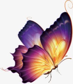 炫紫色一只漂亮的大蝴蝶高清图片