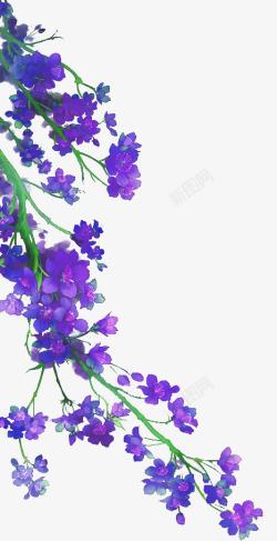紫色小花吊篮花紫花高清图片
