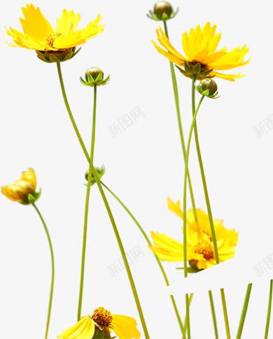 花卉现代风景宣传单页png免抠素材_88icon https://88icon.com 宣传单 现代 花卉 风景