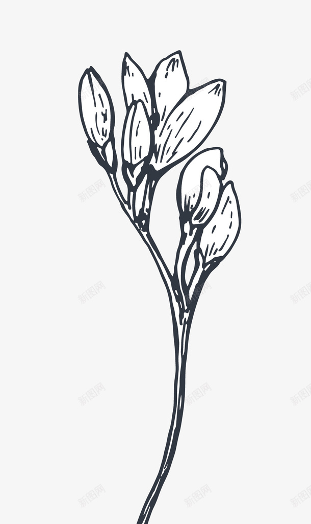 线描玉兰花png免抠素材_88icon https://88icon.com 印花图案 手绘玉兰花 手绘花卉 玉兰花 线描玉兰花 黑白玉兰花