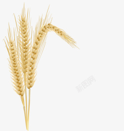 黄色成熟饱满右边低头的麦穗麦秆素材