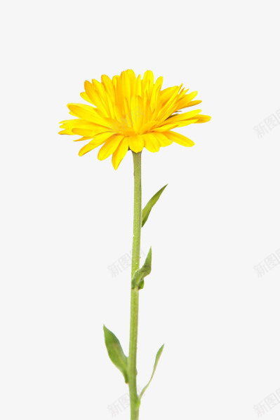 黄色的康乃馨png免抠素材_88icon https://88icon.com 康乃馨 漂亮的花 绿色的茎 黄色的花