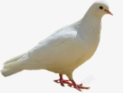站立不动站立不动的白色鸽子高清图片