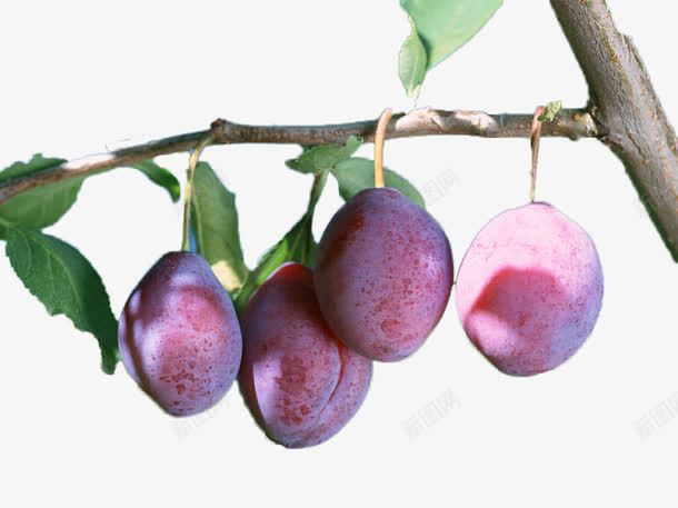 新鲜乌梅果png免抠素材_88icon https://88icon.com 中药 乌梅 产品实物 果子 植物 水果 药材 食品 食物