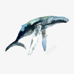 手绘水彩一只可爱的蓝色座头鲸插素材