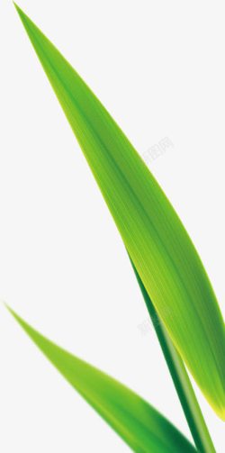 绿色芦苇叶粽子叶素材