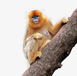树木动物园野生动物金丝猴高清图片