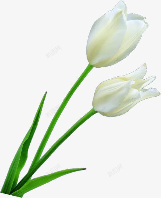 白色纯洁花朵春天植物png免抠素材_88icon https://88icon.com 春天 植物 白色 纯洁 花朵