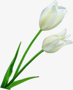白色纯洁花朵春天植物素材