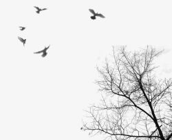 树叶影子树影飞鸟高清图片