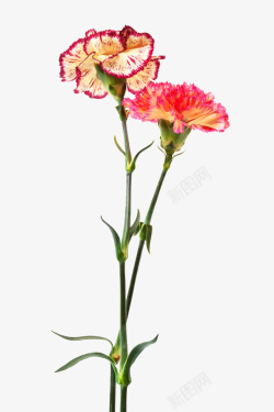 康乃馨花朵摄影特写素材