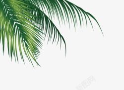 矢量椰子树叶树枝高清图片