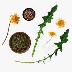 花苗蒲公英根花叶高清图片