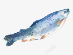 水生动物手绘新鲜草鱼高清图片