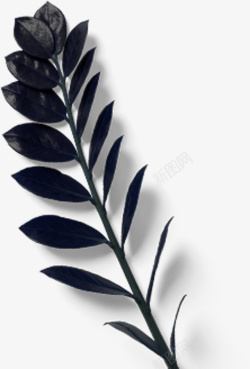 深蓝色叶子植物手绘素材