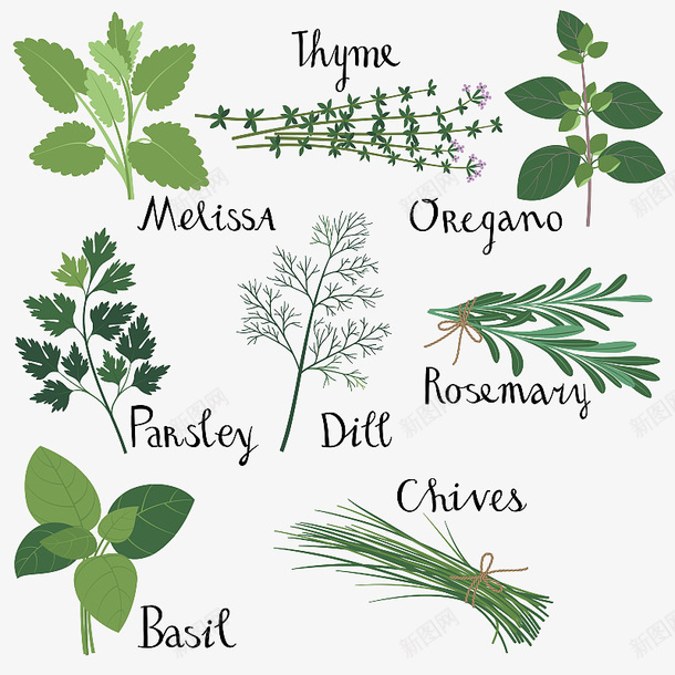 手绘绿色健康迷迭香香菜薄荷插画png免抠素材_88icon https://88icon.com 厨房 手绘 手绘绿色健康迷迭香香菜薄荷插画免抠免费下载 手绘迷迭香 插画 罗勒 薄荷 调味品 调料 迷迭香 食物 香菜