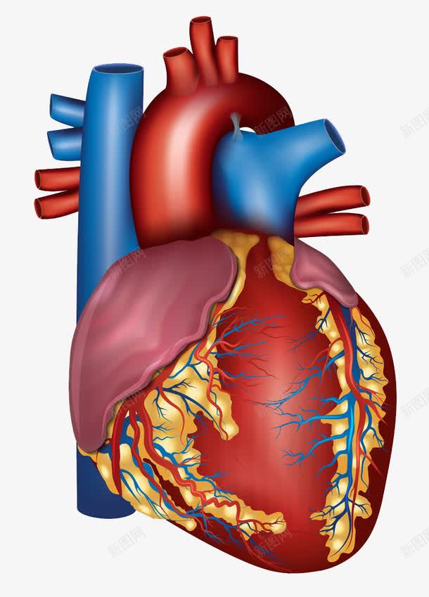 人体心脏psd免抠素材_88icon https://88icon.com 人体心脏素材人体心脏模板下载心脏心电图医学医疗医疗保健其他